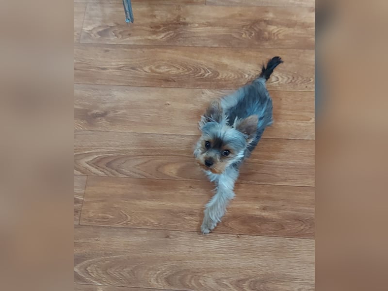 Nyuszi, fröhliche, ganz besondere Yorshire Terrier Welpin geb. 03/2026