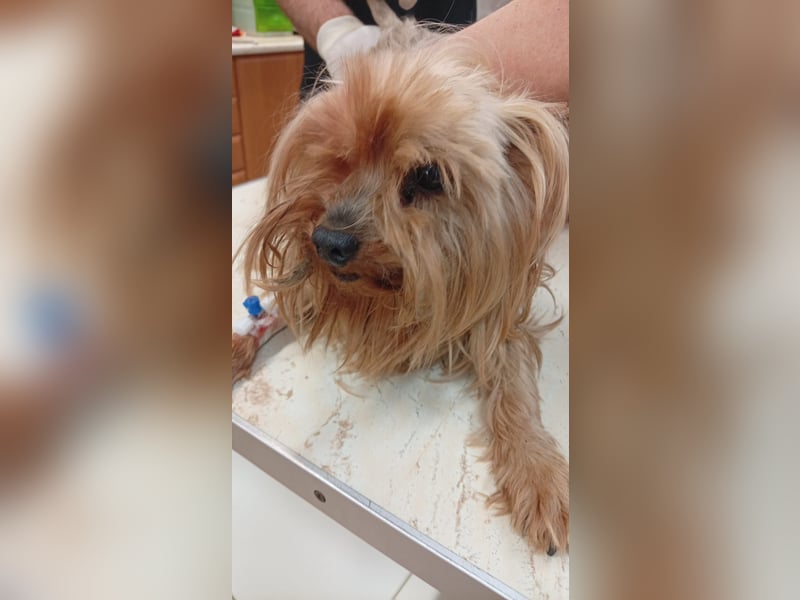 Reni, superliebe Yorkshire Terrier geb. 04/2017