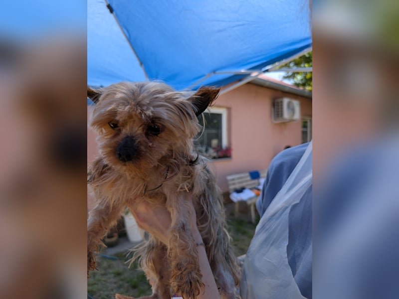 Baboca, süße, kleine Yorkshire Terrier Hündin geb. 01/2019