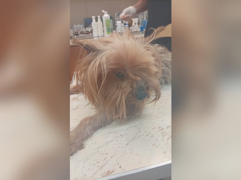 Reni, superliebe Yorkshire Terrier geb. 04/2017