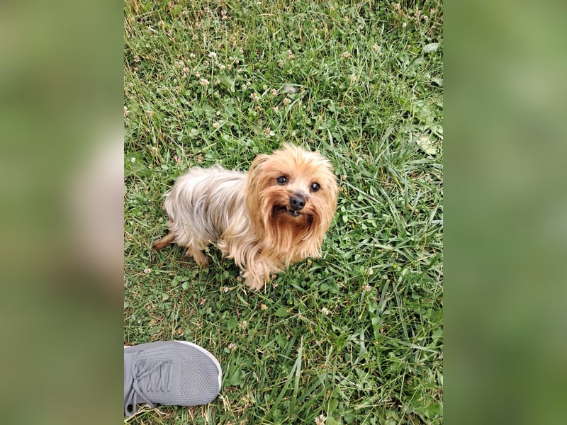 Reni, superliebe Yorkshire Terrier geb. 04/2017