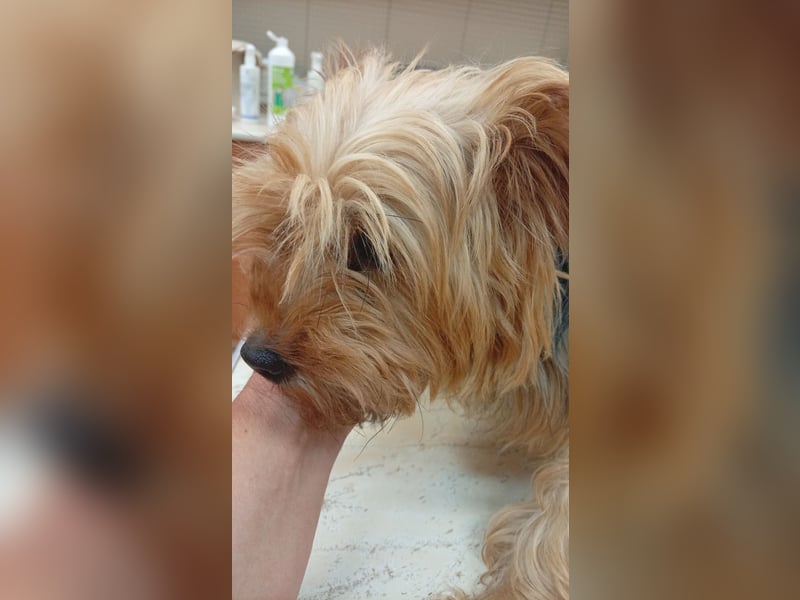 Cserep, süße Yorkshire Terrier Hündin geb. 06/2019