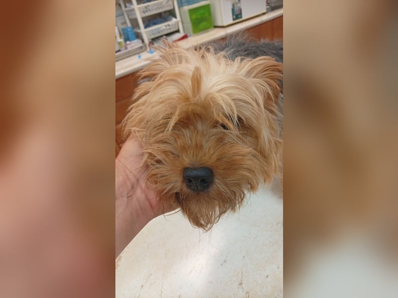 Cserep, süße Yorkshire Terrier Hündin geb. 06/2019