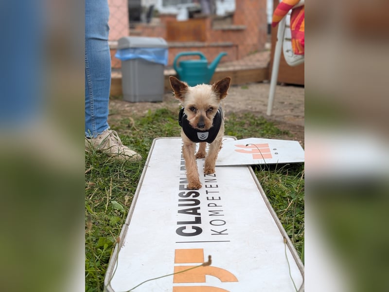 Masni. liebenswerte Yorkshire Terrier Hündin geb.04/2017