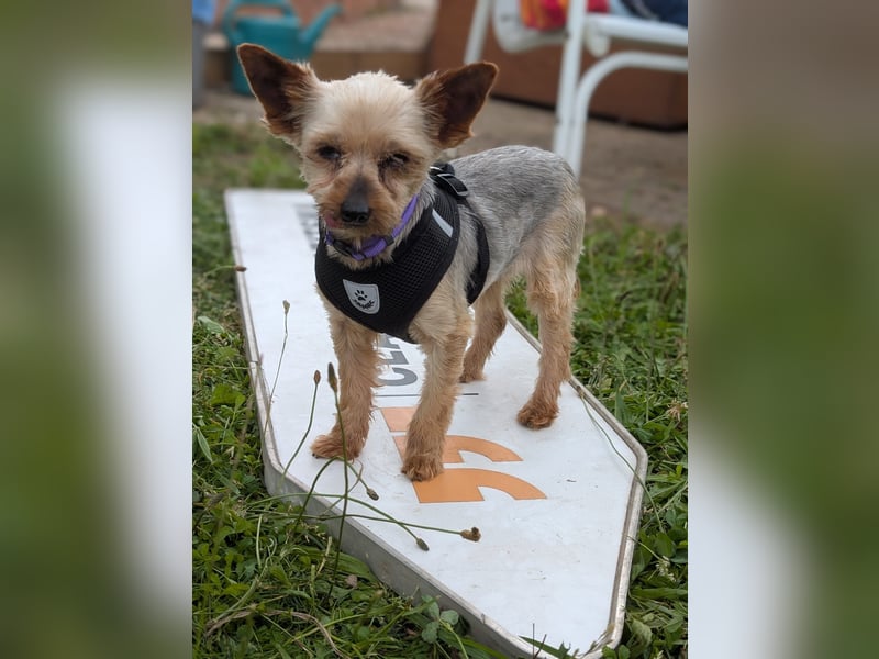 Masni. liebenswerte Yorkshire Terrier Hündin geb.04/2017
