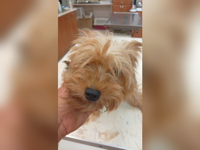 Cserep, süße Yorkshire Terrier Hündin geb. 06/2019