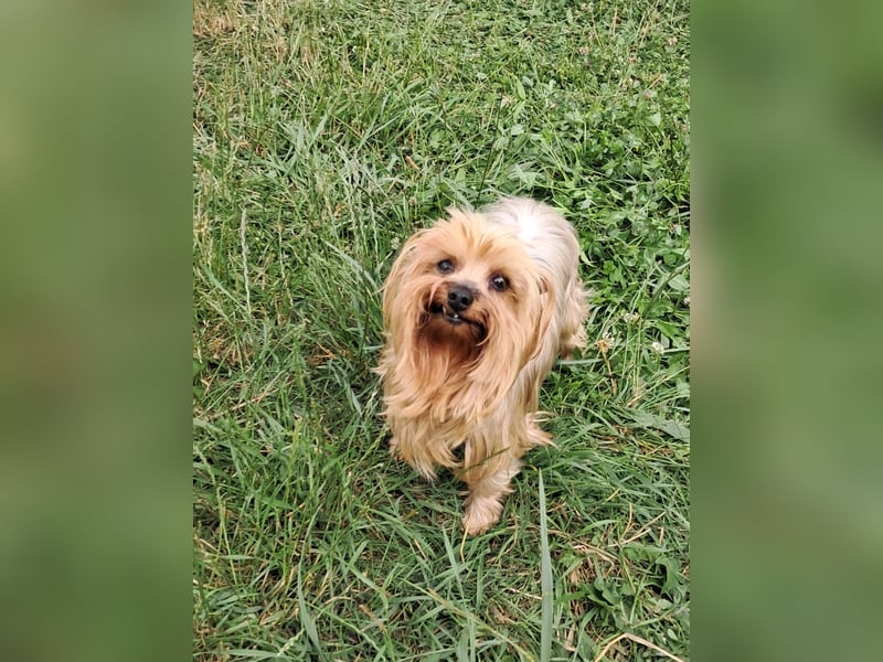 Reni, superliebe Yorkshire Terrier geb. 04/2017