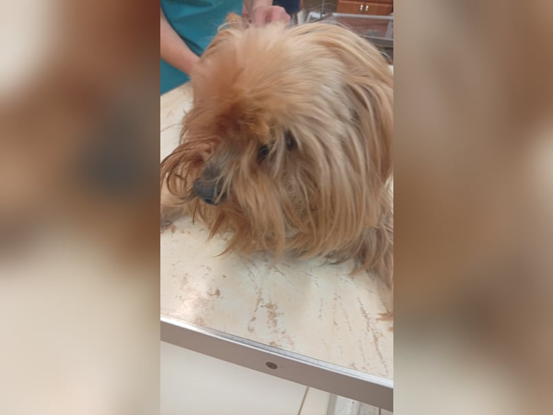 Reni, superliebe Yorkshire Terrier geb. 04/2017