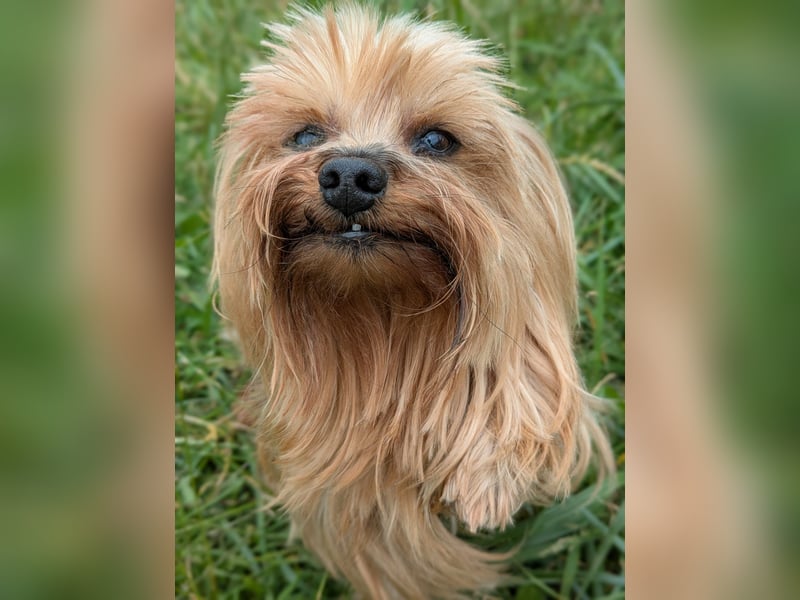 Reni, superliebe Yorkshire Terrier geb. 04/2017