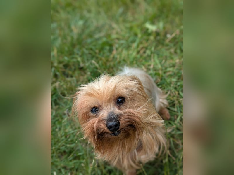 Reni, superliebe Yorkshire Terrier geb. 04/2017