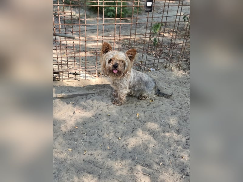 Szofi, süße Yorkshire Terrier geb. 07/2019
