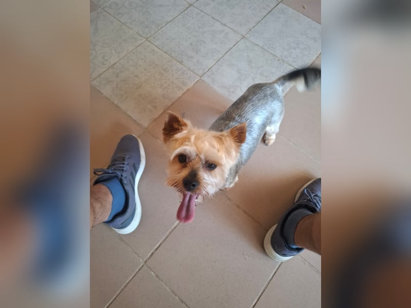 Szofi, süße Yorkshire Terrier geb. 07/2019