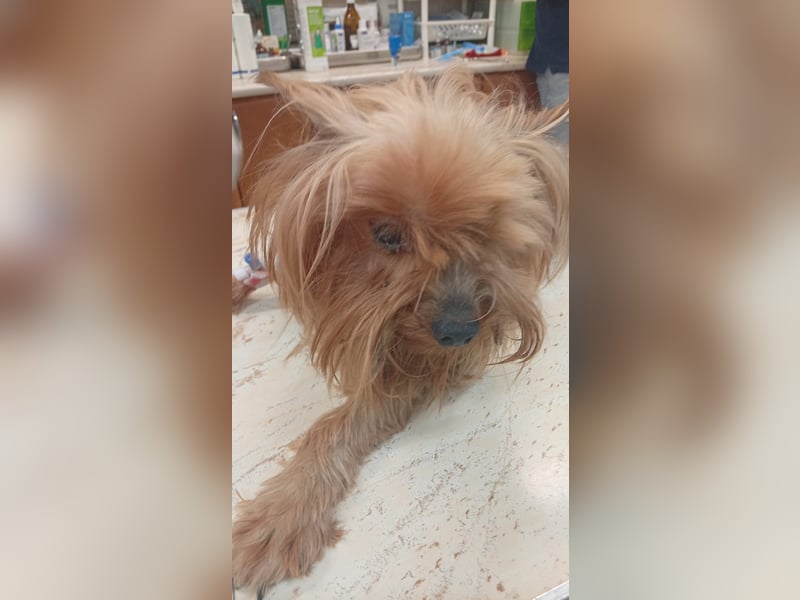 Reni, superliebe Yorkshire Terrier geb. 04/2017