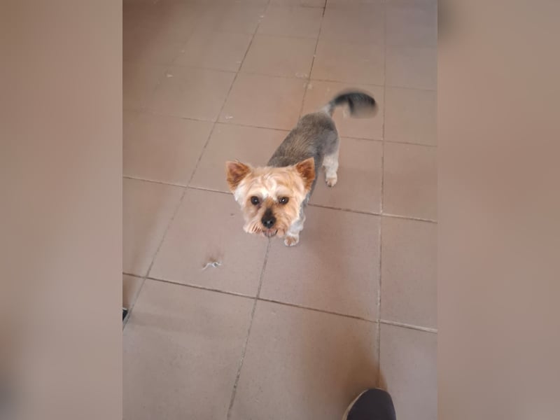 Szofi, süße Yorkshire Terrier geb. 07/2019