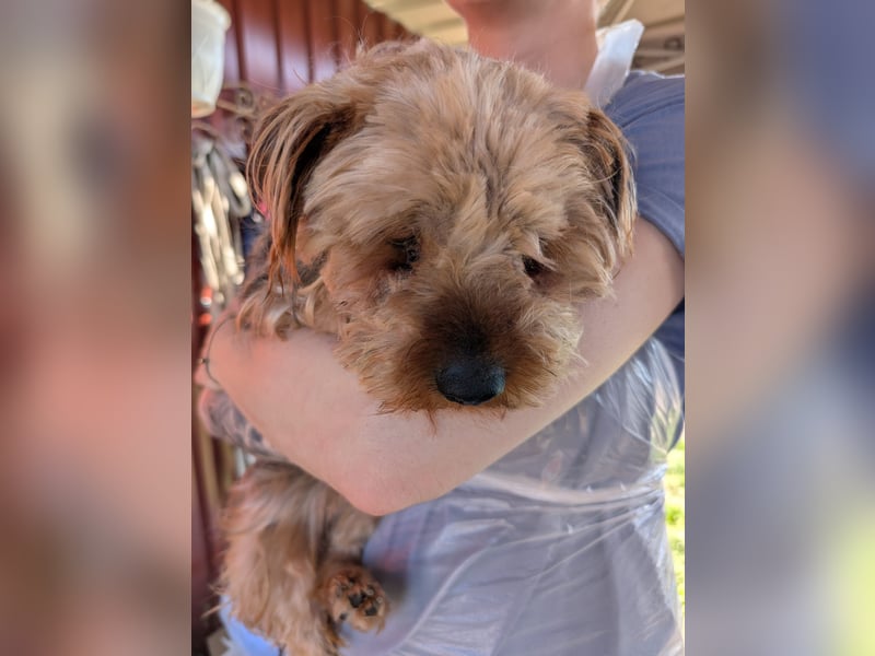 Bercike, süßer, kleiner Yorkshire Terrier geb. 04/2021