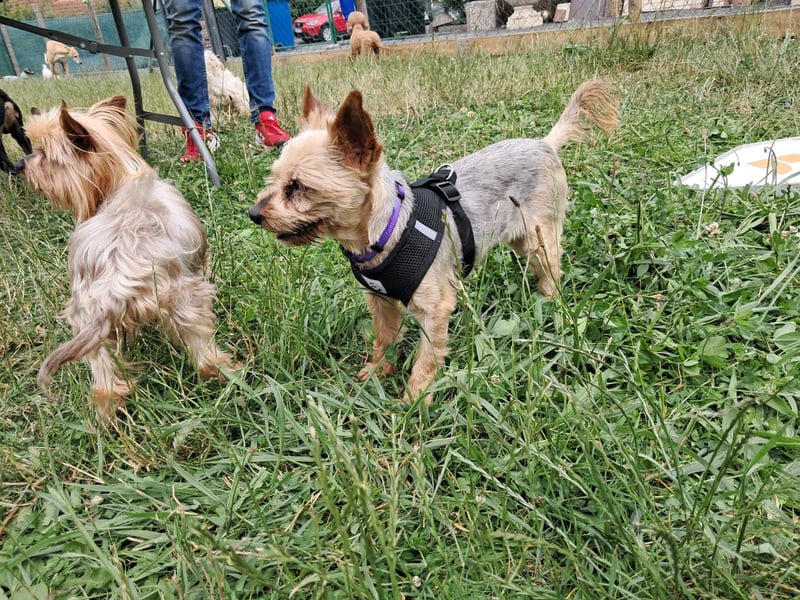 Masni. liebenswerte Yorkshire Terrier Hündin geb.04/2017