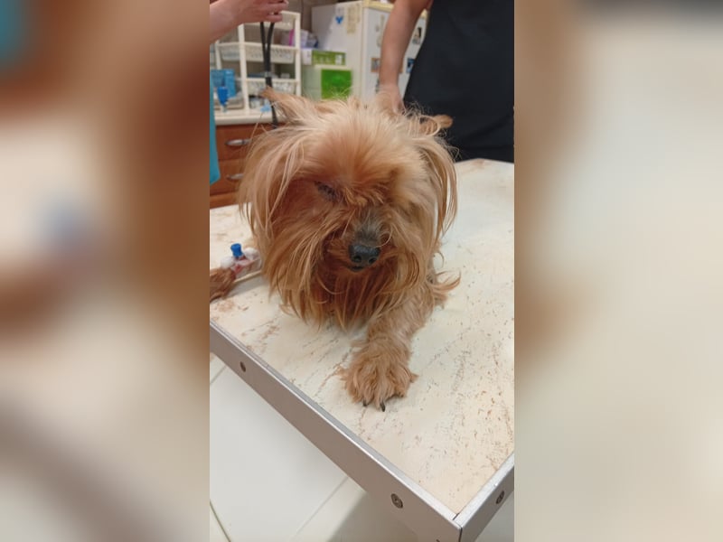 Reni, superliebe Yorkshire Terrier geb. 04/2017