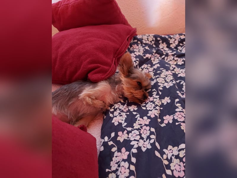 Nyuszi, fröhliche, ganz besondere Yorshire Terrier Welpin geb. 03/2026