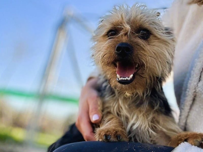 Mochi2 geb. 12/2024 (ESP) - neugieriger, anhänglicher und liebevoller, kleiner Yorkshire Terrier!