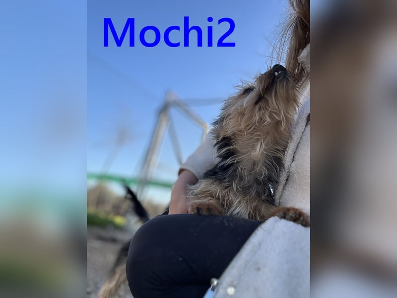 Mochi2 geb. 12/2024 (ESP) - neugieriger, anhänglicher und liebevoller, kleiner Yorkshire Terrier!
