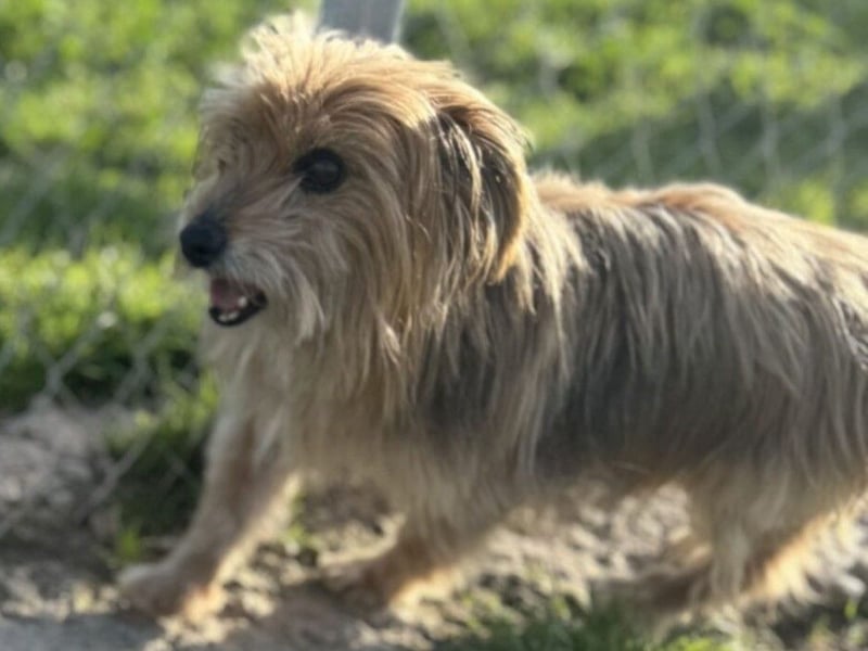 Pionono geb. 01/2018 (ESP) - sanfter und geselliger, kleiner Yorkshire Terrier!