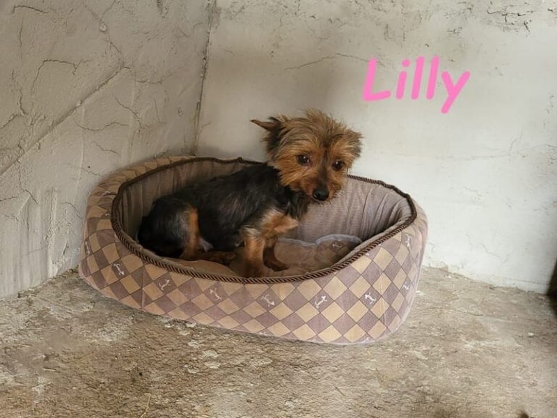 Lilly♥️ geb. 05/2023 (ESP) - ein ganz besonderer Hund sucht besondere Menschen!