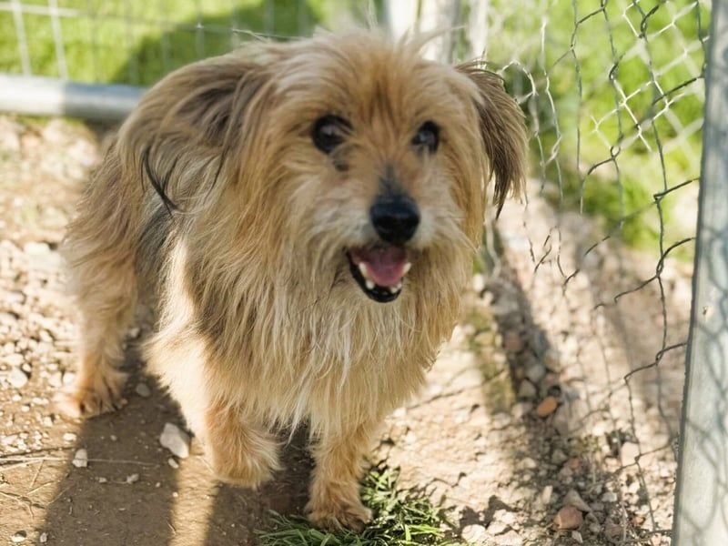 Pionono geb. 01/2018 (ESP) - sanfter und geselliger, kleiner Yorkshire Terrier!