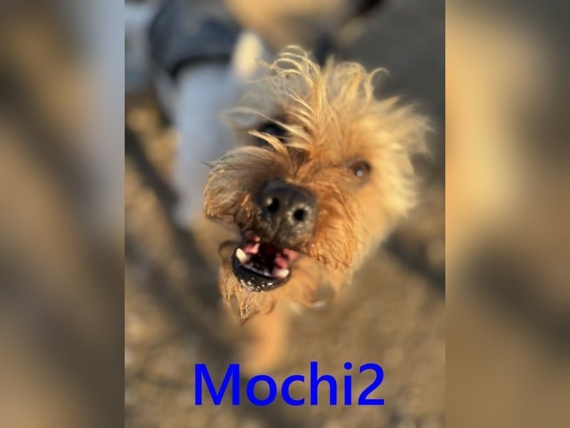 Mochi2 geb. 12/2024 (ESP) - neugieriger, anhänglicher und liebevoller, kleiner Yorkshire Terrier!