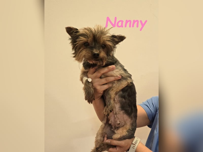 Nanny geb. 02/2014 (ESP) - goldige, liebevolle Hundeoma verdient endlich Liebe!