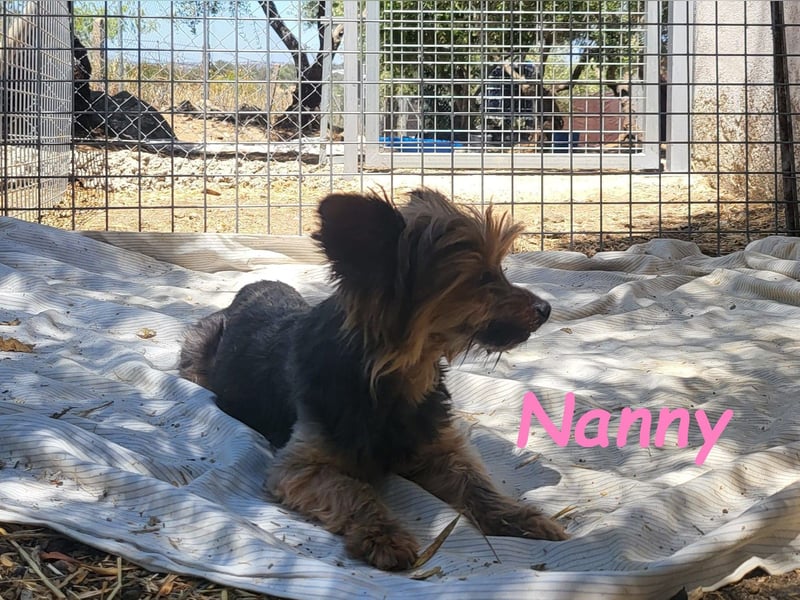 Nanny geb. 02/2014 (ESP) - goldige, liebevolle Hundeoma verdient endlich Liebe!