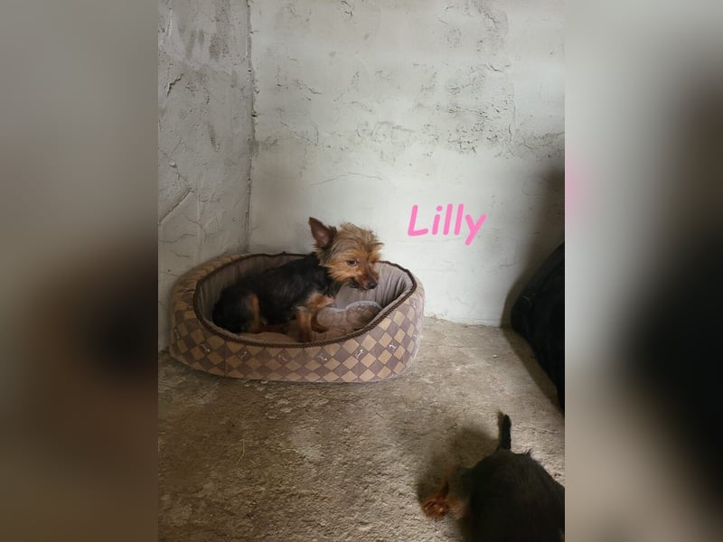 Lilly♥️ geb. 05/2023 (ESP) - ein ganz besonderer Hund sucht besondere Menschen!