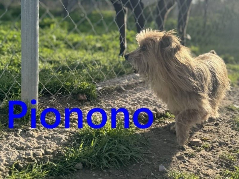 Pionono geb. 01/2018 (ESP) - sanfter und geselliger, kleiner Yorkshire Terrier!