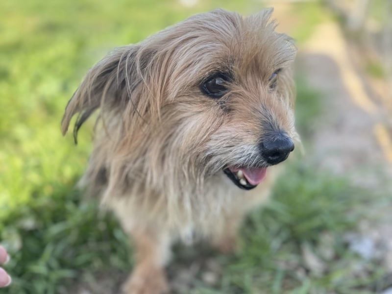 Pionono geb. 01/2018 (ESP) - sanfter und geselliger, kleiner Yorkshire Terrier!