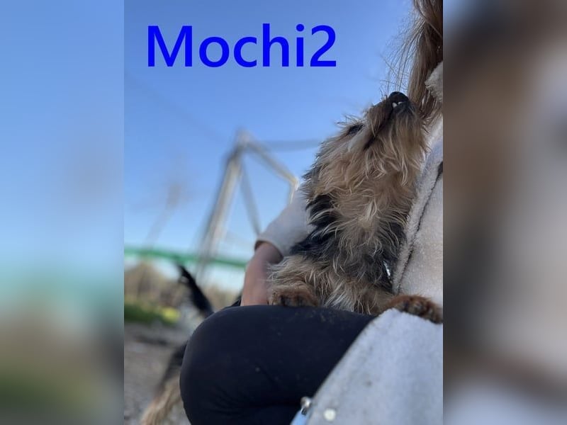 Mochi2 geb. 12/2024 (ESP) - neugieriger, anhänglicher und liebevoller, kleiner Yorkshire Terrier!