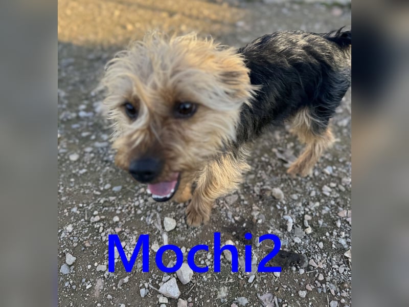 Mochi2 geb. 12/2024 (ESP) - neugieriger, anhänglicher und liebevoller, kleiner Yorkshire Terrier!