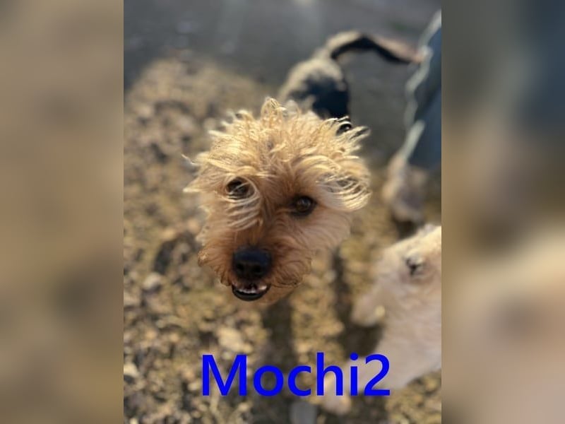 Mochi2 geb. 12/2024 (ESP) - neugieriger, anhänglicher und liebevoller, kleiner Yorkshire Terrier!