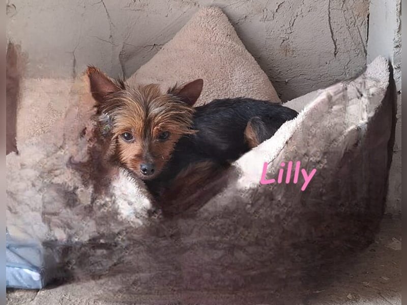 Lilly♥️ geb. 05/2023 (ESP) - ein ganz besonderer Hund sucht besondere Menschen!