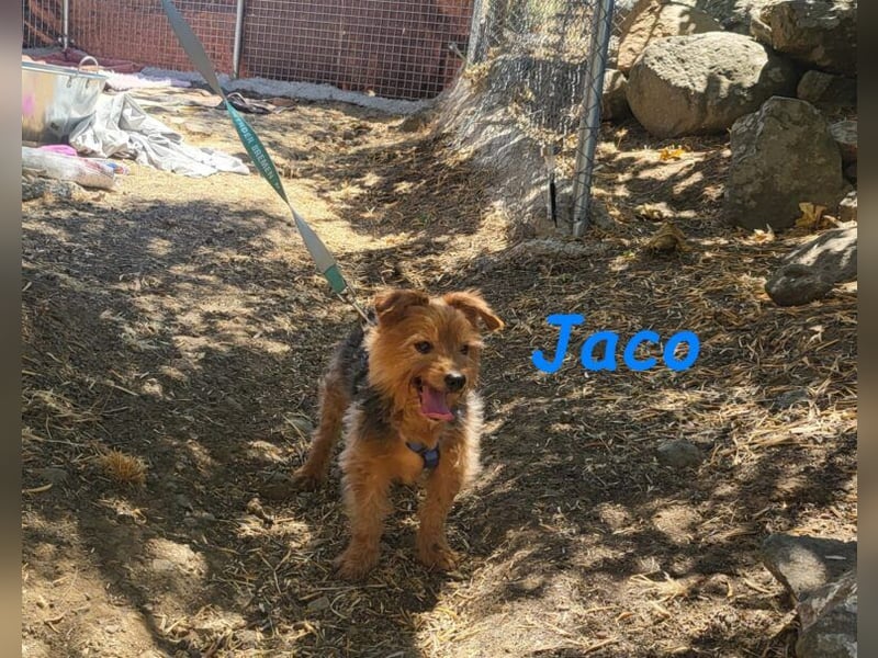 Jaco geb. 05/2013 (ESP) - idealer Begleiter für Hundeanfänger und Senioren!
