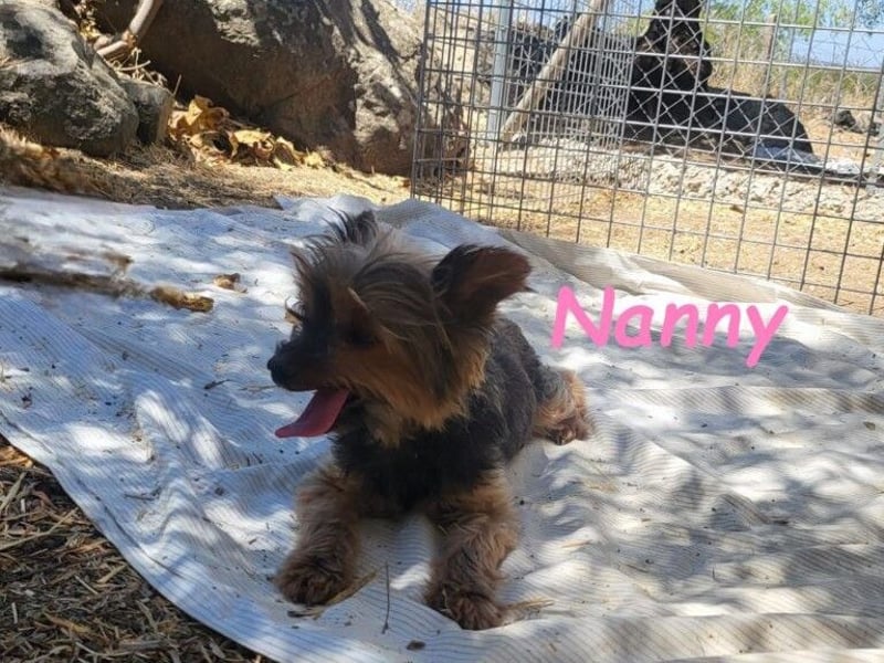 Nanny geb. 02/2014 (ESP) - goldige, liebevolle Hundeoma verdient endlich Liebe!