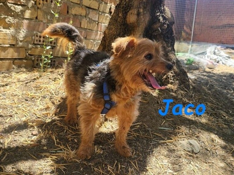 Jaco geb. 05/2013 (ESP) - idealer Begleiter für Hundeanfänger und Senioren!
