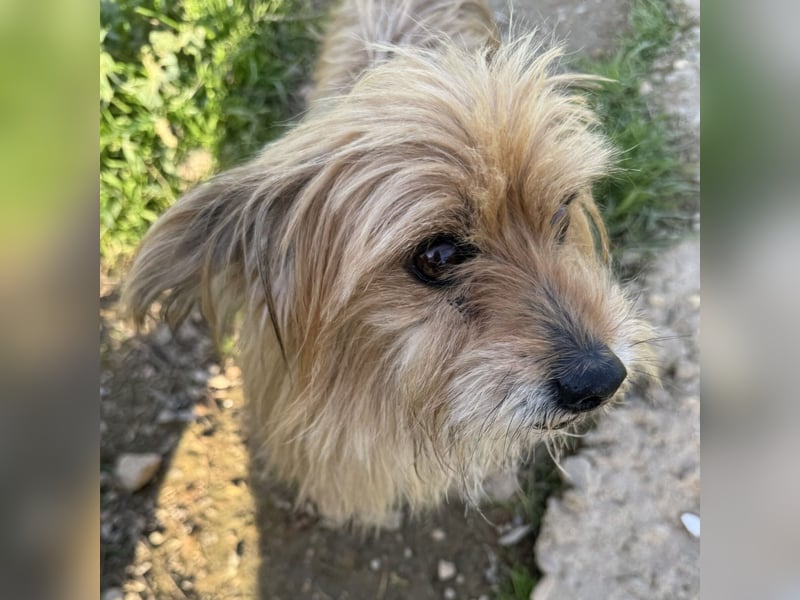 Pionono geb. 01/2018 (ESP) - sanfter und geselliger, kleiner Yorkshire Terrier!