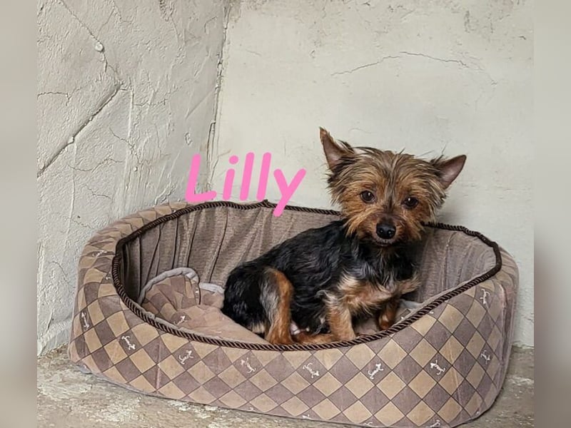 Lilly♥️ geb. 05/2023 (ESP) - ein ganz besonderer Hund sucht besondere Menschen!