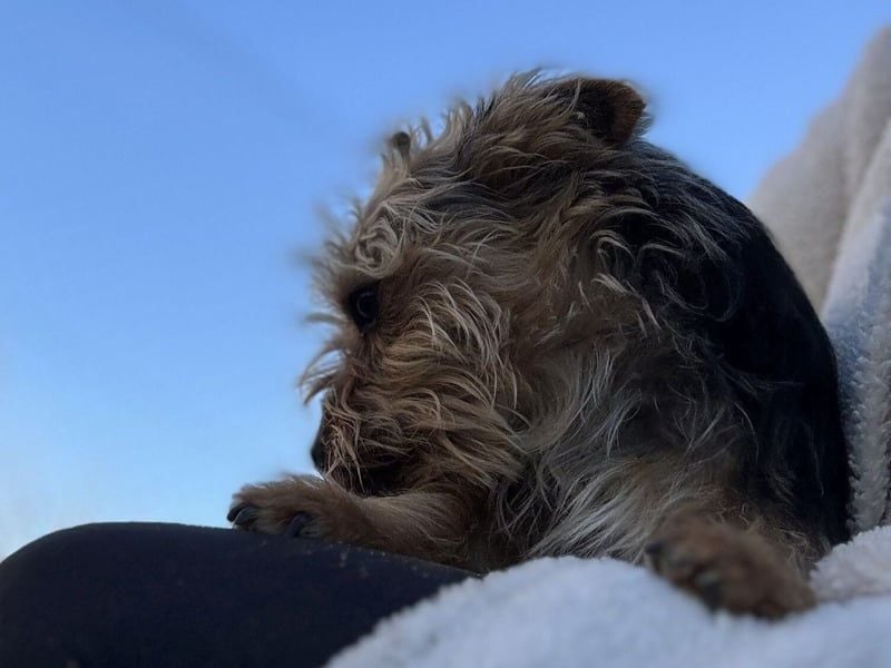 Mochi2 geb. 12/2024 (ESP) - neugieriger, anhänglicher und liebevoller, kleiner Yorkshire Terrier!