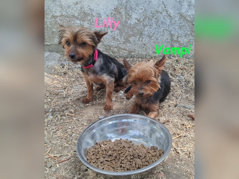 Lilly♥️ geb. 05/2023 (ESP) - ein ganz besonderer Hund sucht besondere Menschen!