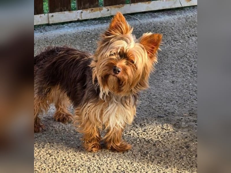 CHEWBACCA