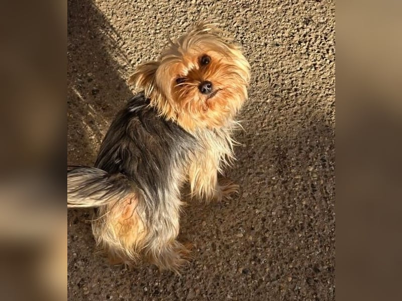 CHEWBACCA