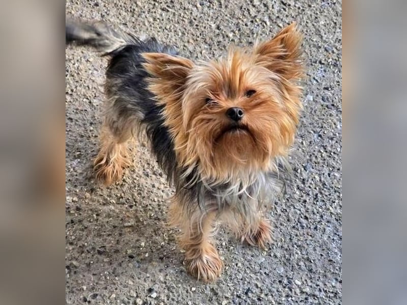 CHEWBACCA