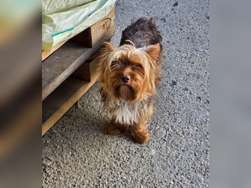 CHEWBACCA