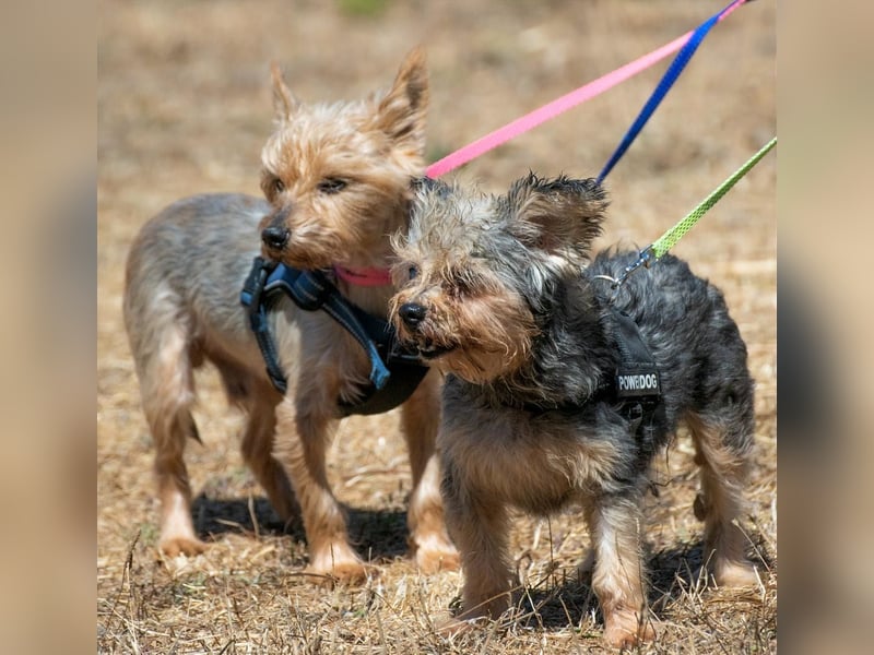 Nini und Neco - die Unzertrennlichen