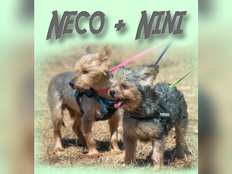 Nini und Neco - die Unzertrennlichen